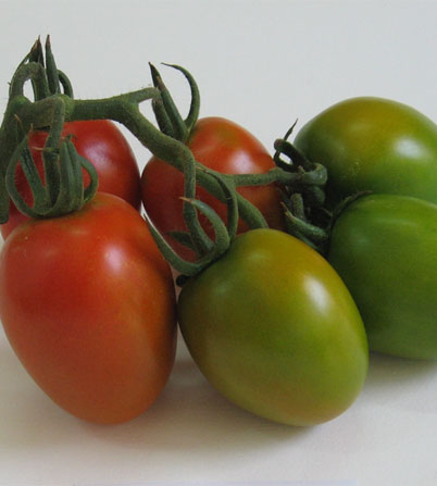 Tomato 'Ovetto' Oblungo