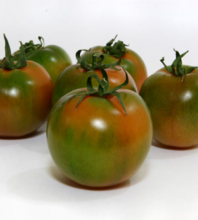 Pomodoro Camone